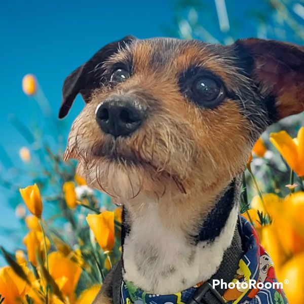 A small brown and white dog is standing in a field of yellow flowers