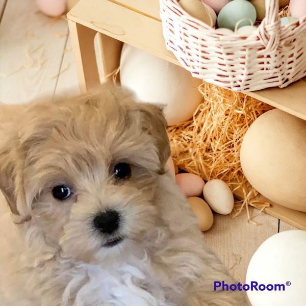 A puppy is sitting in front of a basket of easter eggs