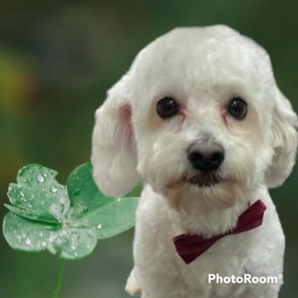 A small white dog wearing a red bow tie is holding a four leaf clover