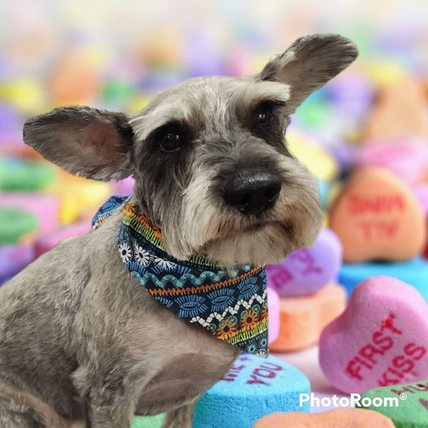 A small dog wearing a bandana with the words first kiss on it