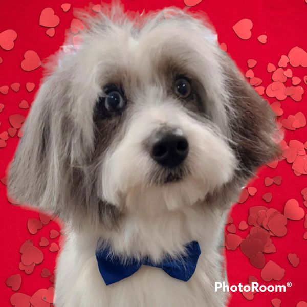 A small white dog wearing a blue bow tie