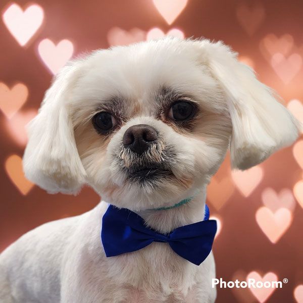 A small white dog wearing a blue bow tie