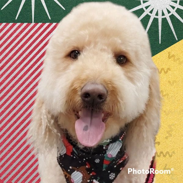 A close up of a dog wearing a christmas bandana