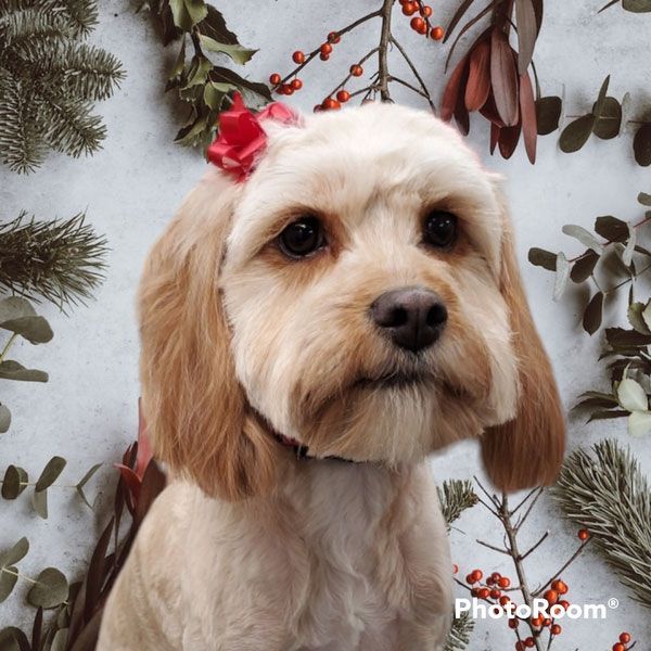 A small brown and white dog with a red bow in its hair