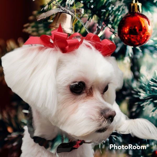 A small white dog wearing a red bow is standing in front of a christmas tree