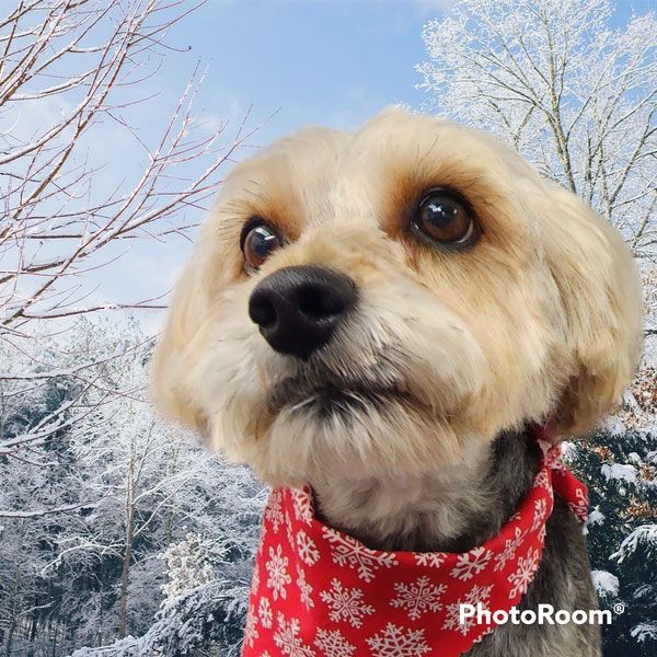 A small dog wearing a red bandana with snowflakes on it