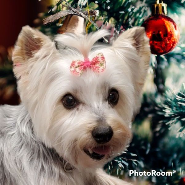 A small white dog with a bow in its hair is sitting in front of a christmas tree