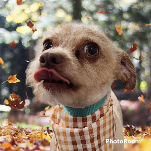A dog wearing a plaid scarf is surrounded by falling leaves