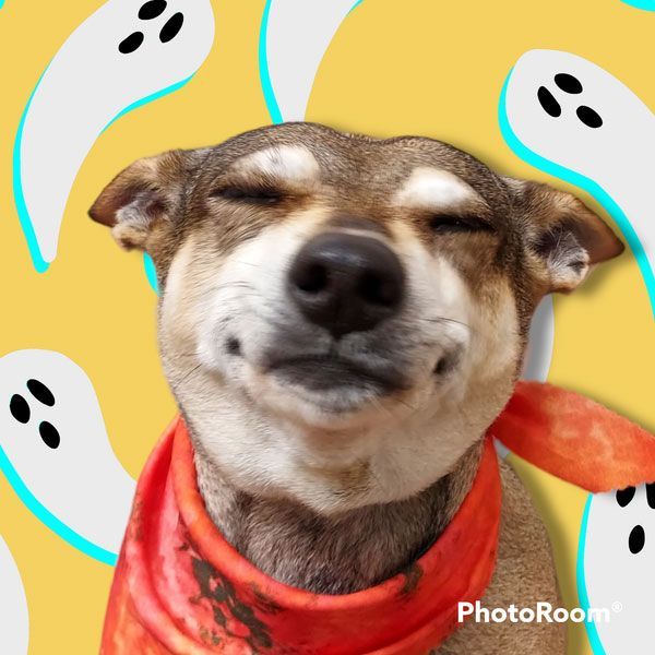 A dog wearing a red bandana with ghosts in the background.