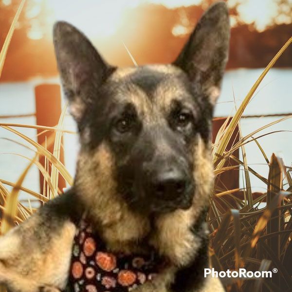 A german shepherd wearing a bandana is sitting in a field of tall grass.