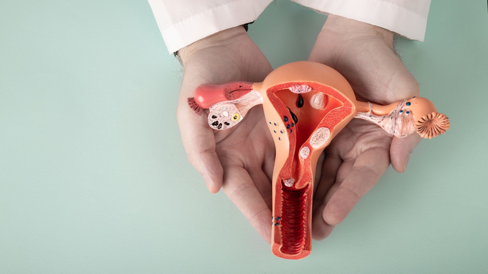 Person holds anatomical model of female reproductive system.