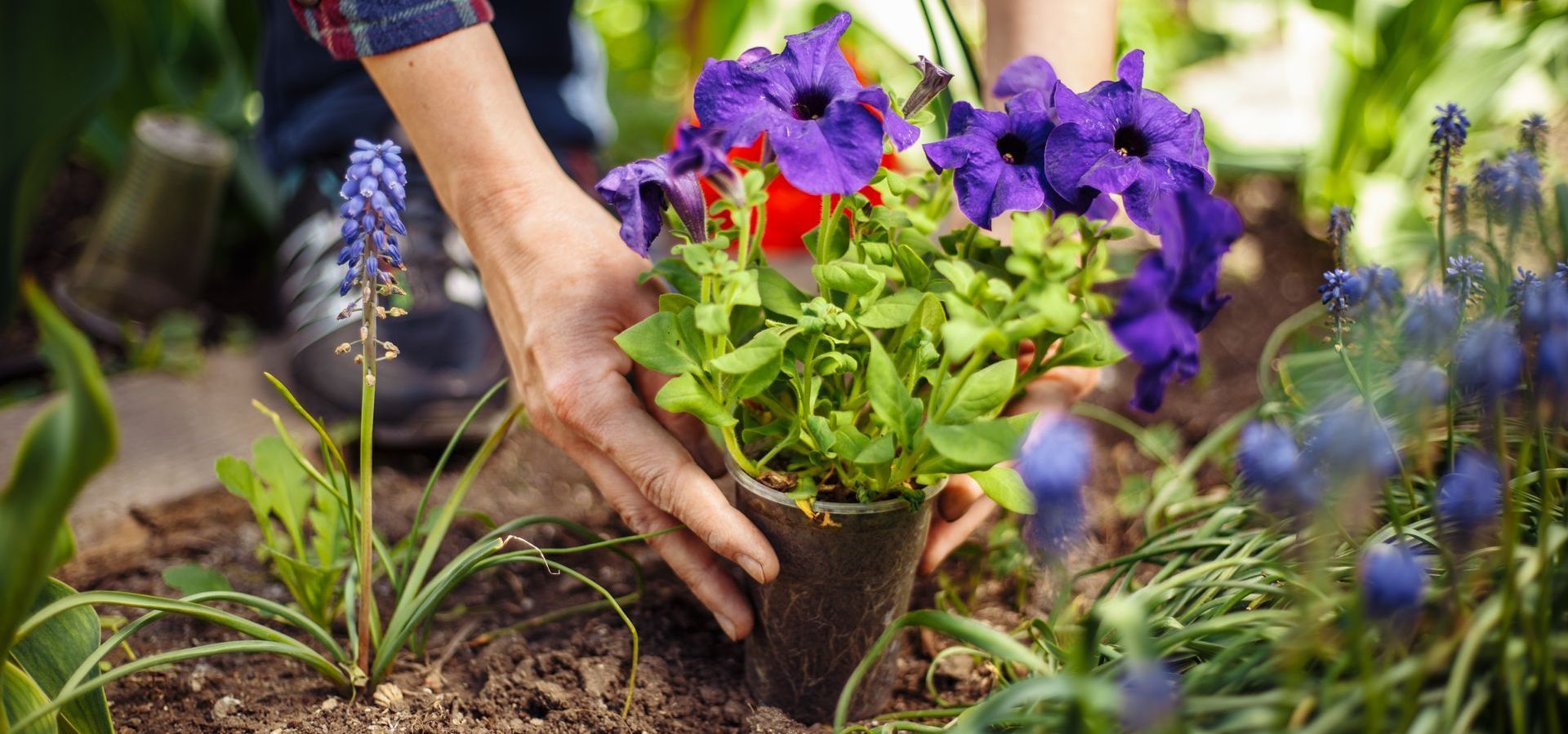 planter jardiner plante petunia dans la terre pendant le printemps fleurs violettes