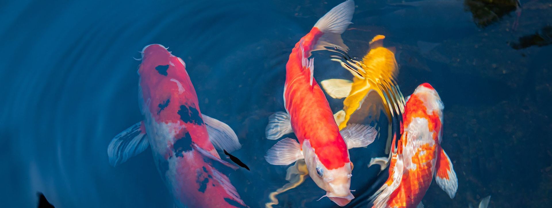 carpe koi dans un bassin, de couleurs rouge, orange, jaune, blanc, noir, nageant dans l'eau