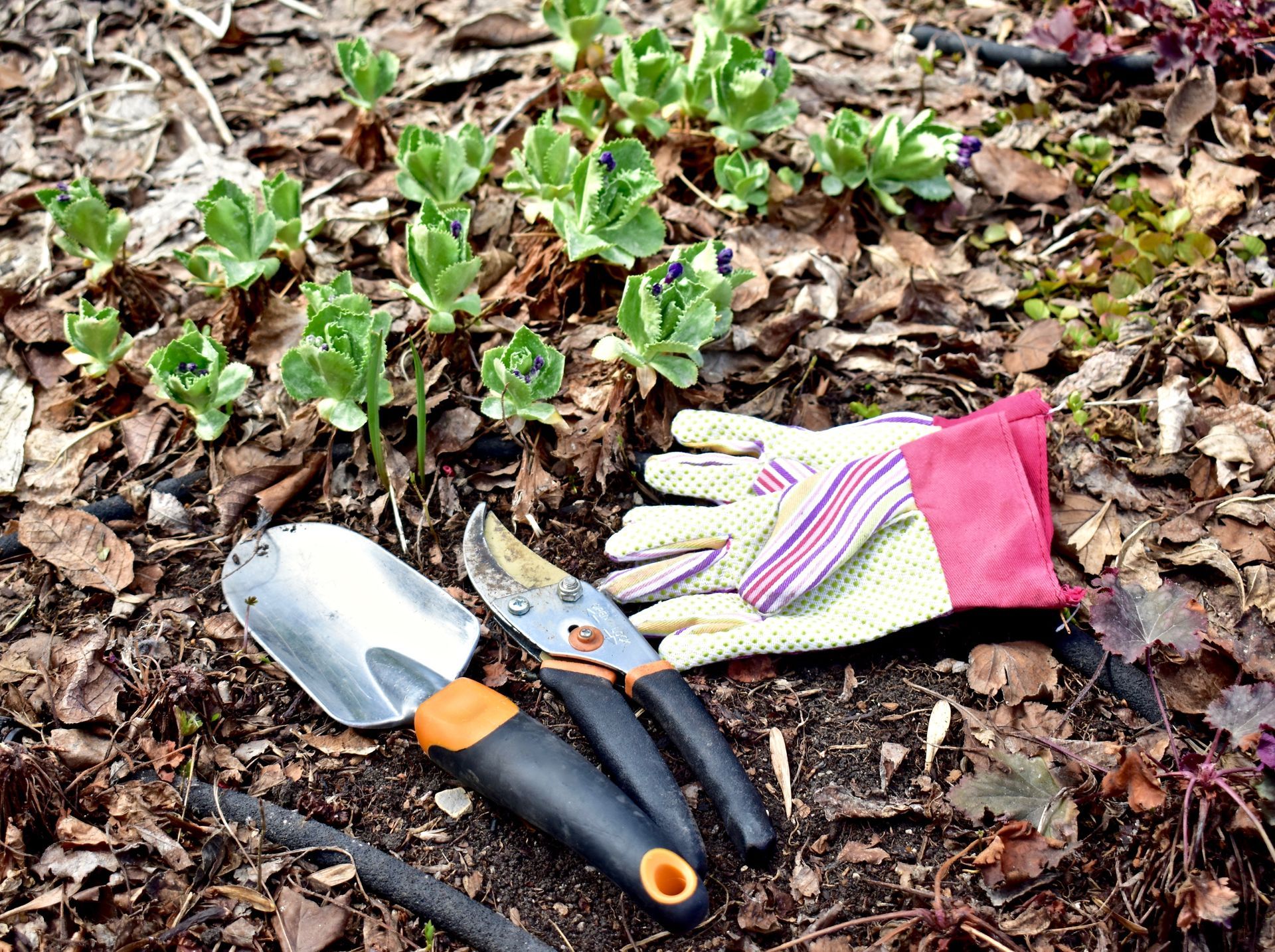 gants de jardinage posé sur le sol avec une pelle et un sécateur