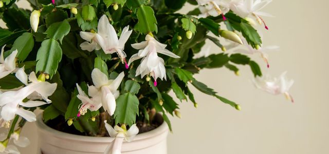 Comment faire fleurir son cactus de Noël - trucs et conseils