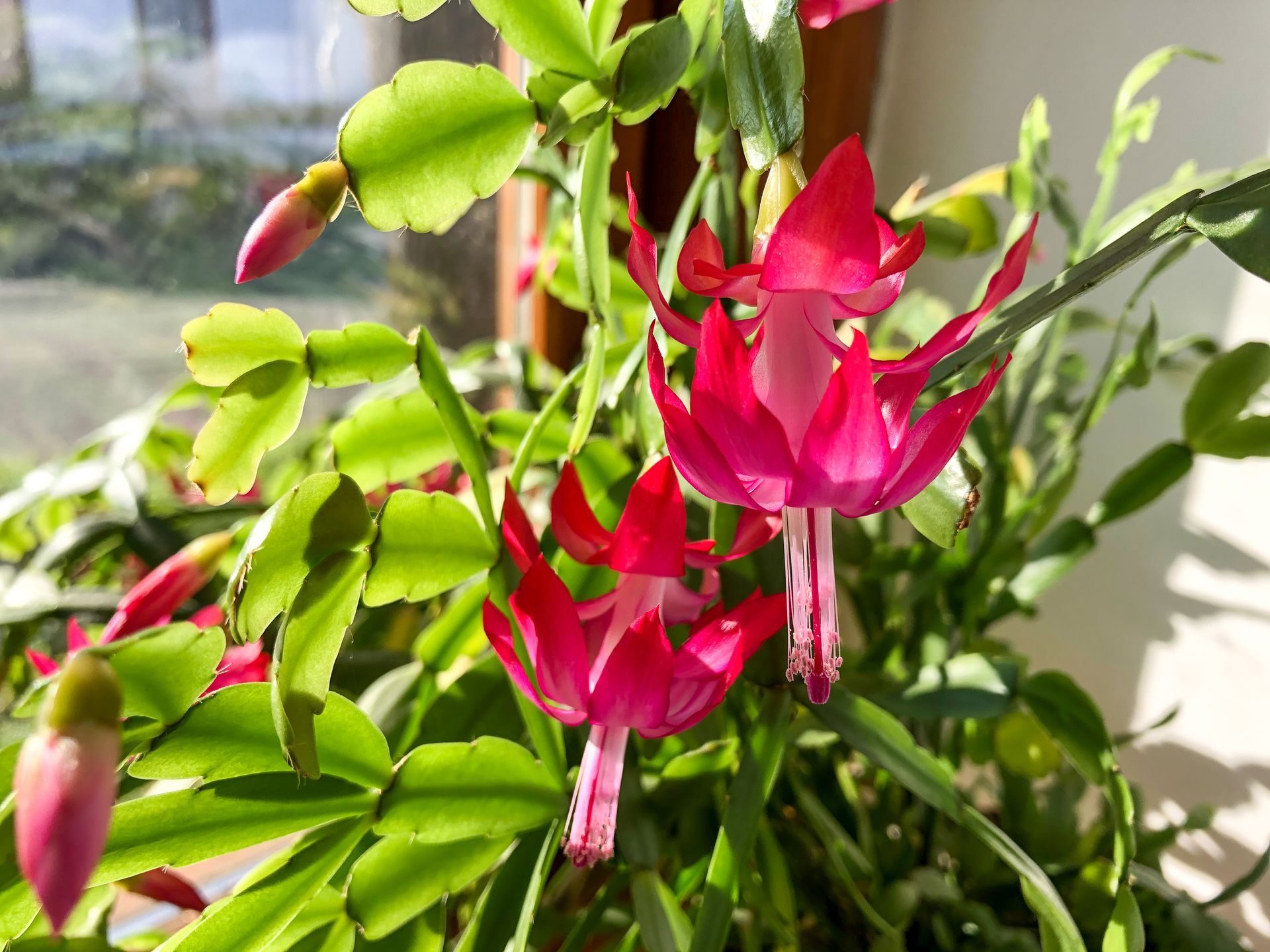 photo d'un schlumbergera ou cactus de noel en fleur de couleur rose