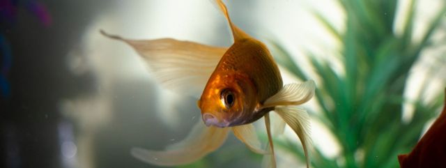 Le poisson rouge ou poisson japonais, ce poisson que l'on croit