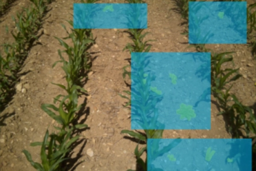 AI Weed Spot Spraying