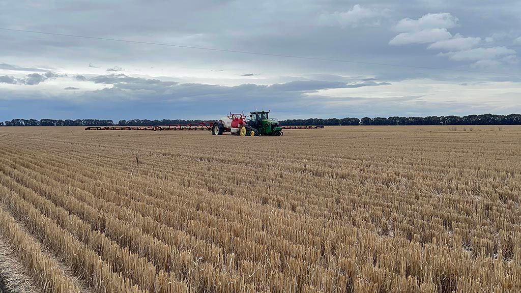 A tractor is plowing a field of wheat on a cloudy day.