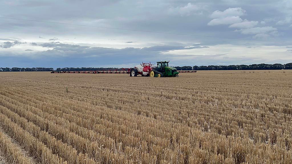 A tractor is plowing a field of wheat on a cloudy day.