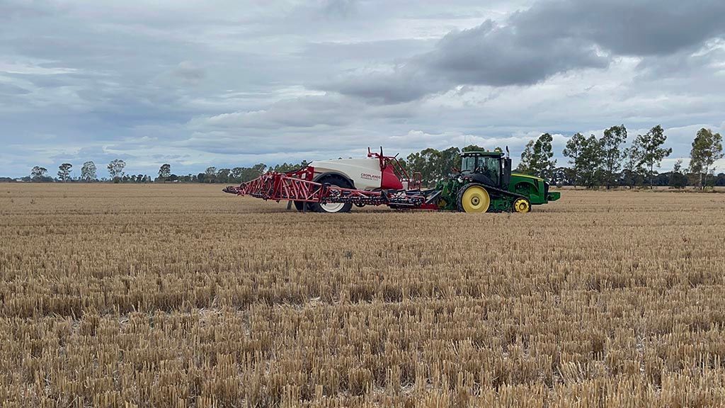 A tractor is plowing a field of wheat on a cloudy day.