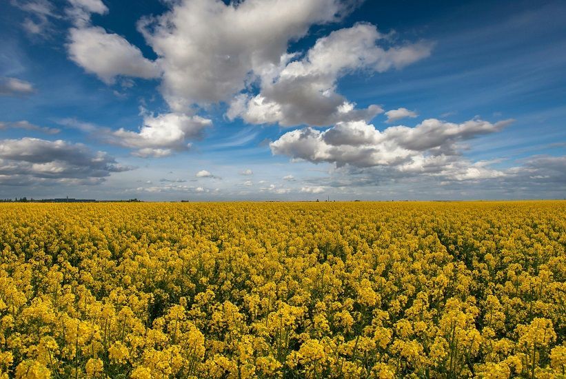 A field of yellow flowers against a blue sky with clouds