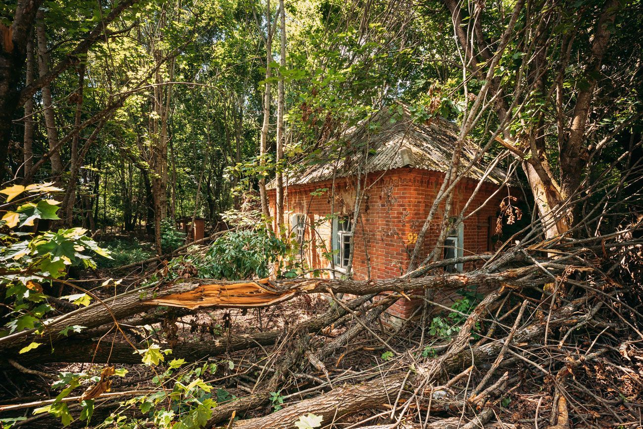 Abandoned red brick house, overgrown with vegetation, set in a forest.