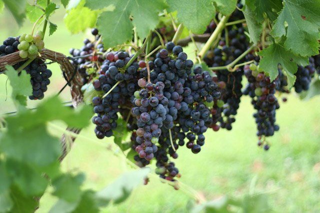 Grape vine