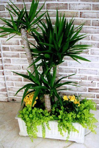 Plant on a Flower Pot — Lakewood, NJ — Howard Payne Landscaping & Design Inc.