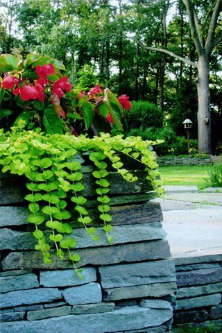 Fern Plants Landscaping — Lakewood, NJ — Howard Payne Landscaping & Design Inc.