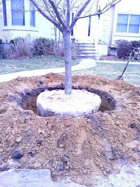 Tree Planting In Progress — Lakewood, NJ — Howard Payne Landscaping & Design Inc.