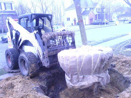 Lifting the Tree — Lakewood, NJ — Howard Payne Landscaping & Design Inc.