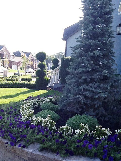 Lavender Flowers — Lakewood, NJ — Howard Payne Landscaping & Design Inc.