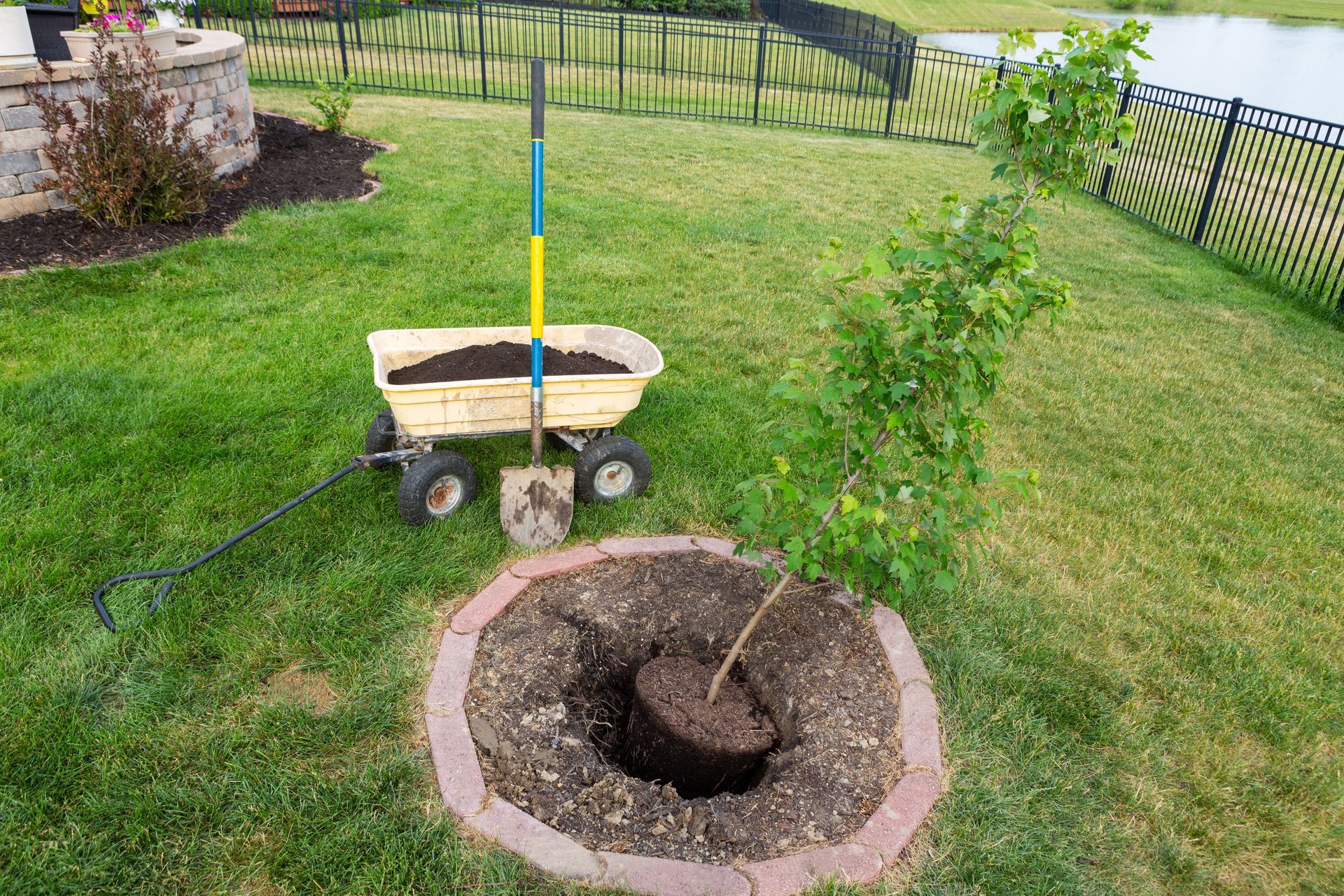 A tree being planted in a yard with a wheelbarrow, shovel, and rake nearby.