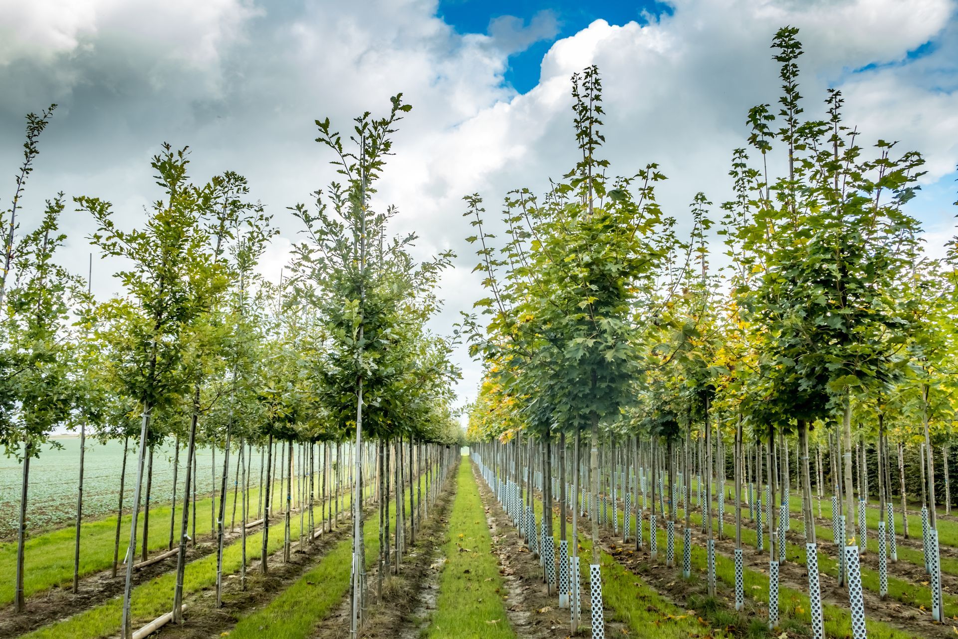 Rows of young trees in a nursery field under a cloudy blue sky.
