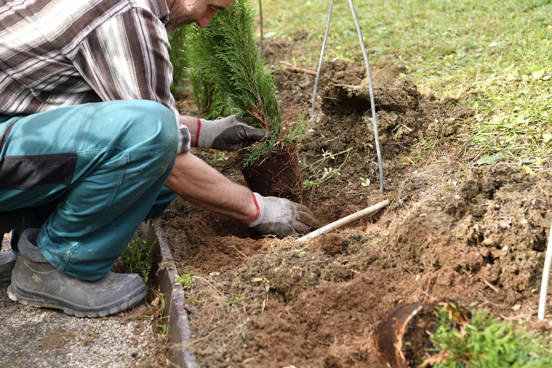 Man in gloves planting a small evergreen tree in a garden bed with wire supports.