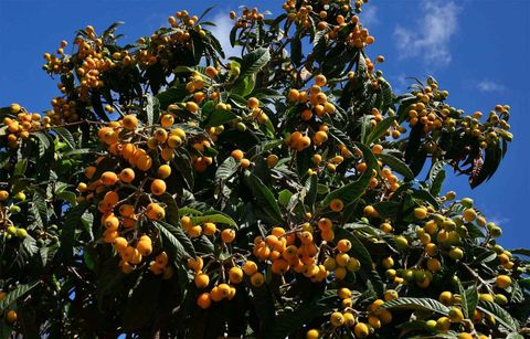 Loquat Tree and Fruit — Jacksonville, FL — Southern Tree Farm
