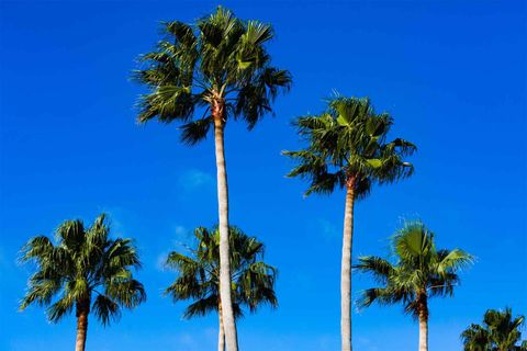Mexican Fan Palm Trees — Jacksonville, FL — Southern Tree Farm