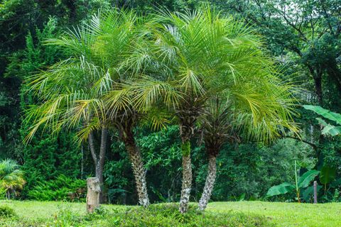 Pygmy Date Palm — Jacksonville, FL — Southern Tree Farm