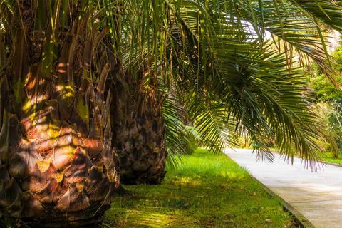 Canary Island Palm — Jacksonville, FL — Southern Tree Farm