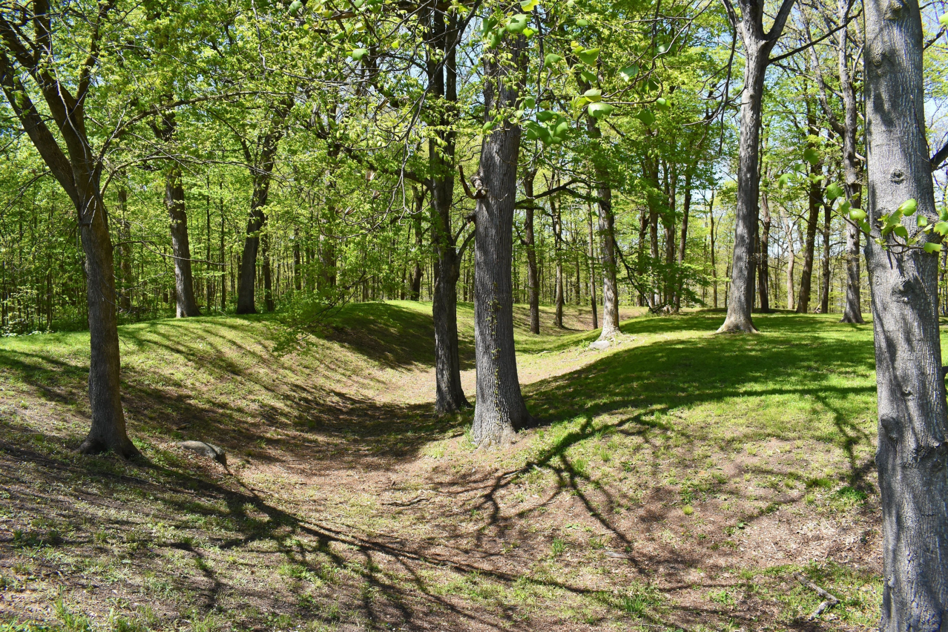 Sunlit forest scene with a grassy depression between trees.