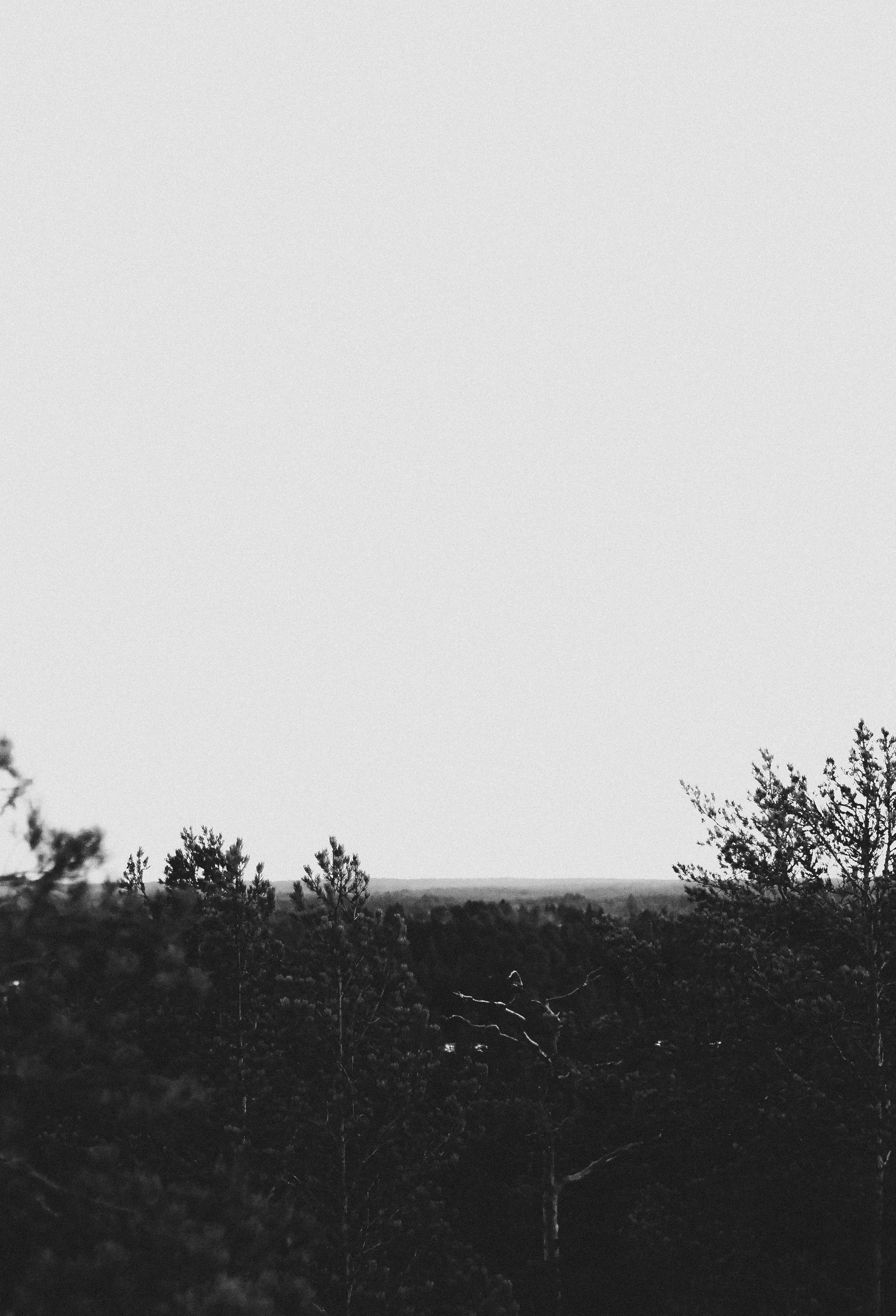 Black and white photo of a dark treeline against an overcast, bright sky.