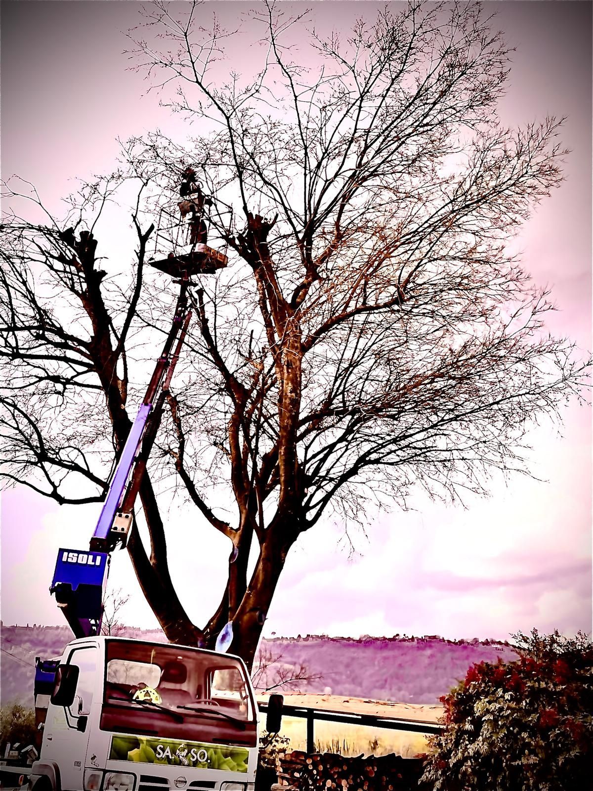 potatura di piante ad alto fusto