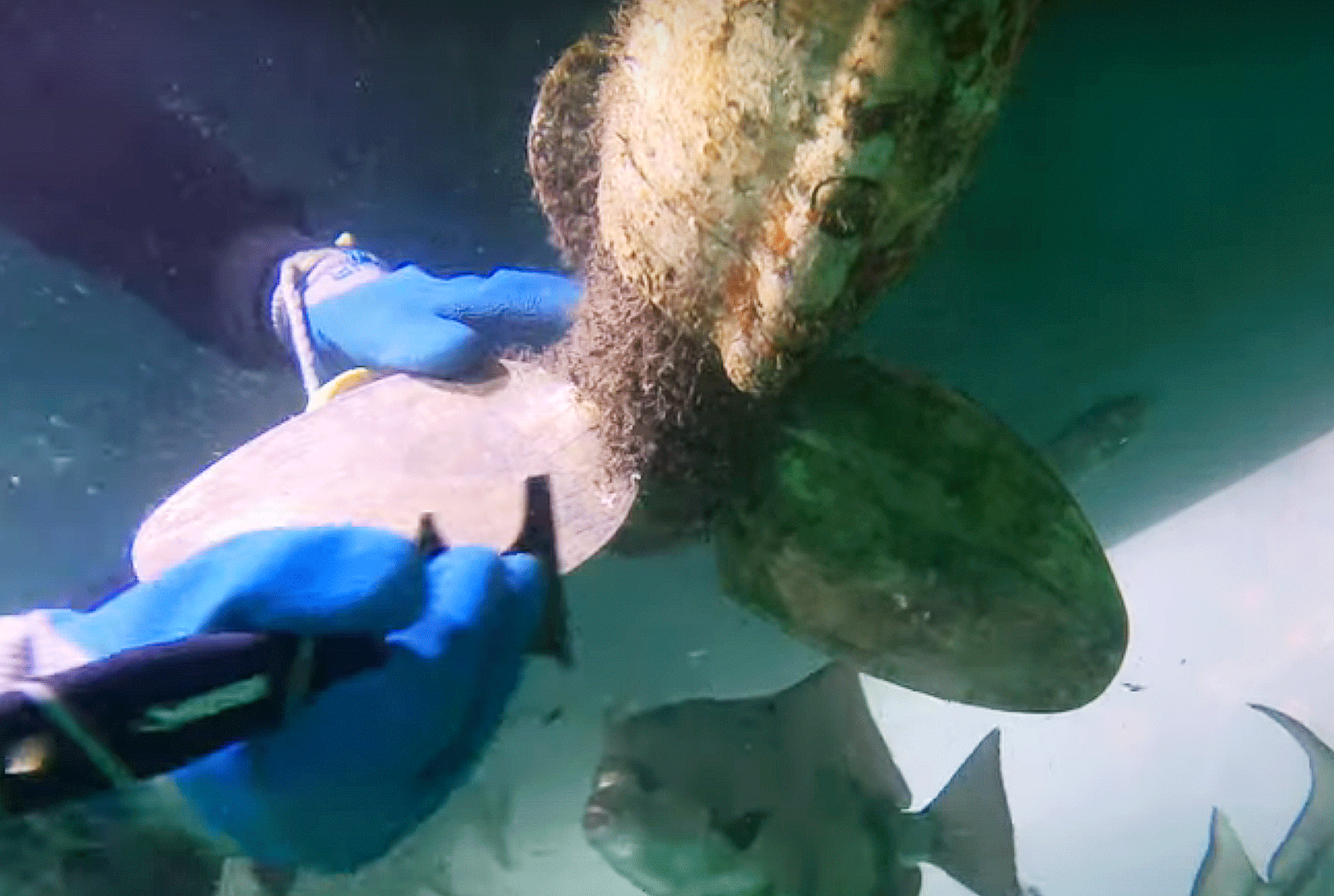 Diver from Palm Beach Underwater Services cleaning a heavily fouled saildrive on the bottom of a boat in Palm Beach,  Florida.