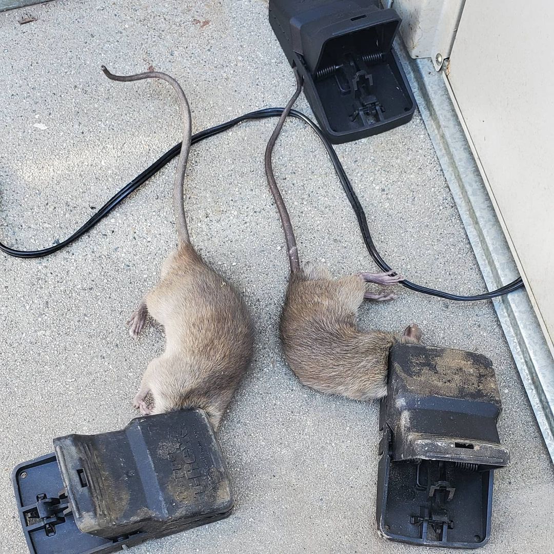 Shield Pest Management, Pest control service, Pest Control Near Me, Pest Control Company, Pest Control Company Near Me, Local Pest Control, Best Pest Control Service, Pet Safe Pest Services, Kid Safe Pest Services, Emergency Pest Control, Emergency Pest Control Near Me, Integrated Pest Management, Home Pest Control Service, General Pest Inspection, Residential Pest Control, Commercial Pest Control, Hotel Pest Control, Restaurant Pest Control, Office Pest Control, Ant Extermination, Ant Pest Control, Bed Bug Extermination, Bed Bug Pest Control, Bee Extermination, Bee Pest Control, Carpet Beetle Extermination, Carpet Beetle Pest Control, Cockroach Extermination, Cockroach Pest Control, Cricket Extermination, Cricket Pest Control, Flea & Mite Extermination, Flea & Mite Pest Control, Hornet & Wasp Extermination, Hornet & wasp Pest Control, Mosquito Extermination, Mosquito Pest Control, Rodent Extermination, Rodent Pest Control, Rat Extermination, Rat pest Control, Silverfish Extermination, Silverfish Pest Control, Spider Extermination, Spider Pest Control