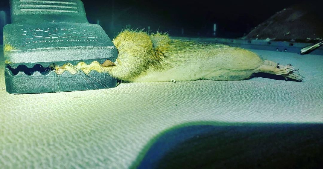 Shield Pest Management, Pest control service, Pest Control Near Me, Pest Control Company, Pest Control Company Near Me, Local Pest Control, Best Pest Control Service, Pet Safe Pest Services, Kid Safe Pest Services, Emergency Pest Control, Emergency Pest Control Near Me, Integrated Pest Management, Home Pest Control Service, General Pest Inspection, Residential Pest Control, Commercial Pest Control, Hotel Pest Control, Restaurant Pest Control, Office Pest Control, Ant Extermination, Ant Pest Control, Bed Bug Extermination, Bed Bug Pest Control, Bee Extermination, Bee Pest Control, Carpet Beetle Extermination, Carpet Beetle Pest Control, Cockroach Extermination, Cockroach Pest Control, Cricket Extermination, Cricket Pest Control, Flea & Mite Extermination, Flea & Mite Pest Control, Hornet & Wasp Extermination, Hornet & wasp Pest Control, Mosquito Extermination, Mosquito Pest Control, Rodent Extermination, Rodent Pest Control, Rat Extermination, Rat pest Control, Silverfish Extermination, Silverfish Pest Control, Spider Extermination, Spider Pest Control