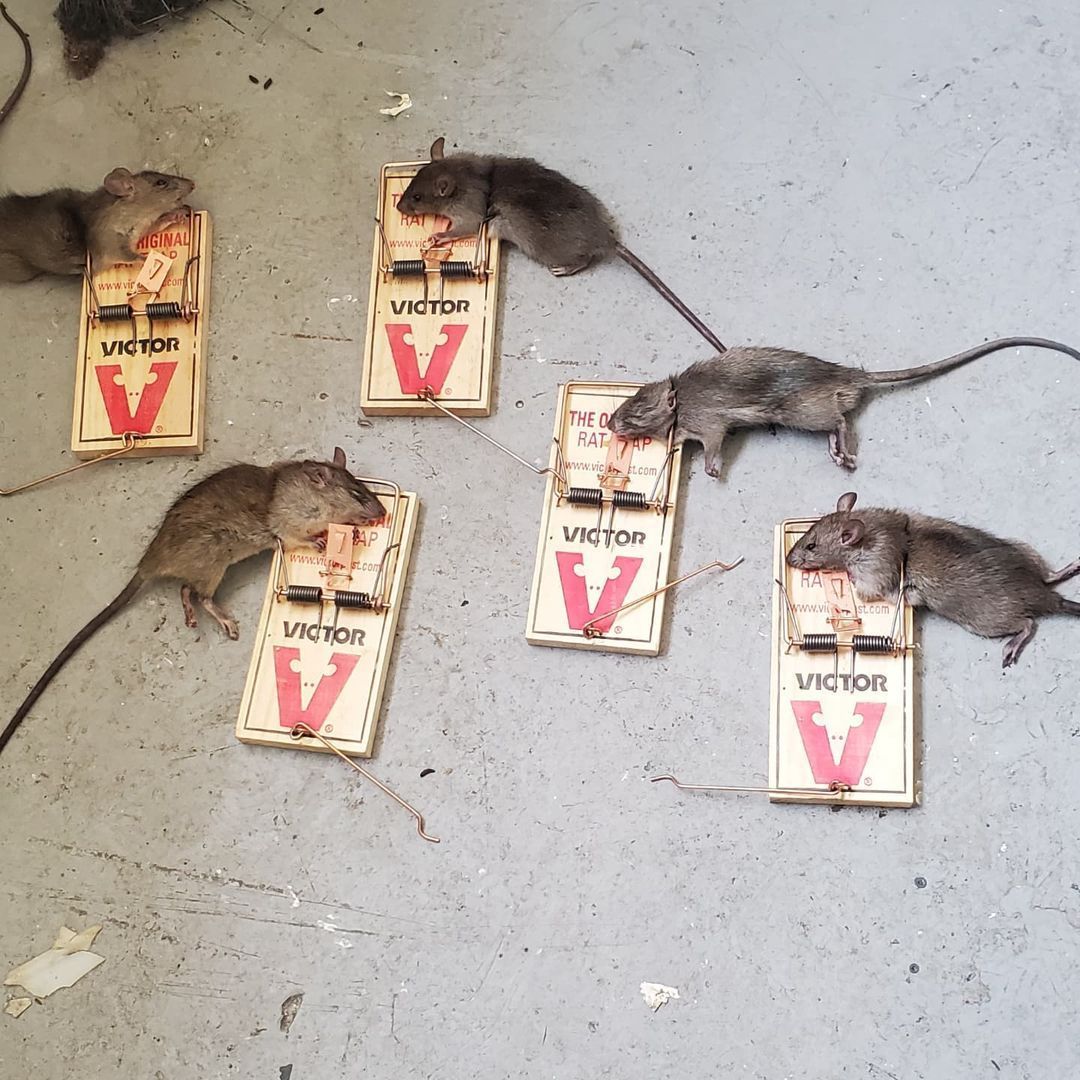 Shield Pest Management, Pest control service, Pest Control Near Me, Pest Control Company, Pest Control Company Near Me, Local Pest Control, Best Pest Control Service, Pet Safe Pest Services, Kid Safe Pest Services, Emergency Pest Control, Emergency Pest Control Near Me, Integrated Pest Management, Home Pest Control Service, General Pest Inspection, Residential Pest Control, Commercial Pest Control, Hotel Pest Control, Restaurant Pest Control, Office Pest Control, Ant Extermination, Ant Pest Control, Bed Bug Extermination, Bed Bug Pest Control, Bee Extermination, Bee Pest Control, Carpet Beetle Extermination, Carpet Beetle Pest Control, Cockroach Extermination, Cockroach Pest Control, Cricket Extermination, Cricket Pest Control, Flea & Mite Extermination, Flea & Mite Pest Control, Hornet & Wasp Extermination, Hornet & wasp Pest Control, Mosquito Extermination, Mosquito Pest Control, Rodent Extermination, Rodent Pest Control, Rat Extermination, Rat pest Control, Silverfish Extermination, Silverfish Pest Control, Spider Extermination, Spider Pest Control