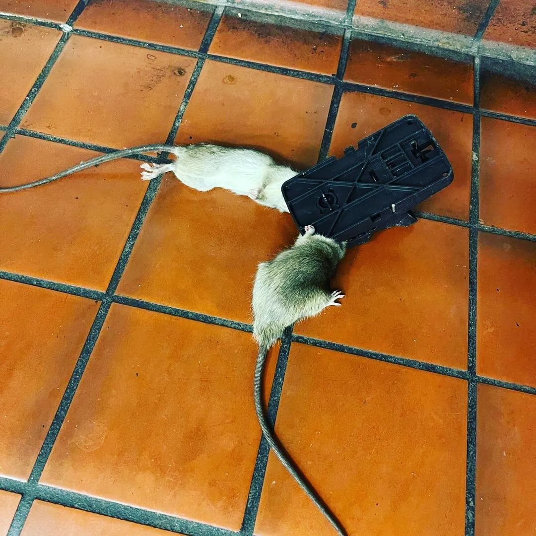 Shield Pest Management, Pest control service, Pest Control Near Me, Pest Control Company, Pest Control Company Near Me, Local Pest Control, Best Pest Control Service, Pet Safe Pest Services, Kid Safe Pest Services, Emergency Pest Control, Emergency Pest Control Near Me, Integrated Pest Management, Home Pest Control Service, General Pest Inspection, Residential Pest Control, Commercial Pest Control, Hotel Pest Control, Restaurant Pest Control, Office Pest Control, Ant Extermination, Ant Pest Control, Bed Bug Extermination, Bed Bug Pest Control, Bee Extermination, Bee Pest Control, Carpet Beetle Extermination, Carpet Beetle Pest Control, Cockroach Extermination, Cockroach Pest Control, Cricket Extermination, Cricket Pest Control, Flea & Mite Extermination, Flea & Mite Pest Control, Hornet & Wasp Extermination, Hornet & wasp Pest Control, Mosquito Extermination, Mosquito Pest Control, Rodent Extermination, Rodent Pest Control, Rat Extermination, Rat pest Control, Silverfish Extermination, Silverfish Pest Control, Spider Extermination, Spider Pest Control