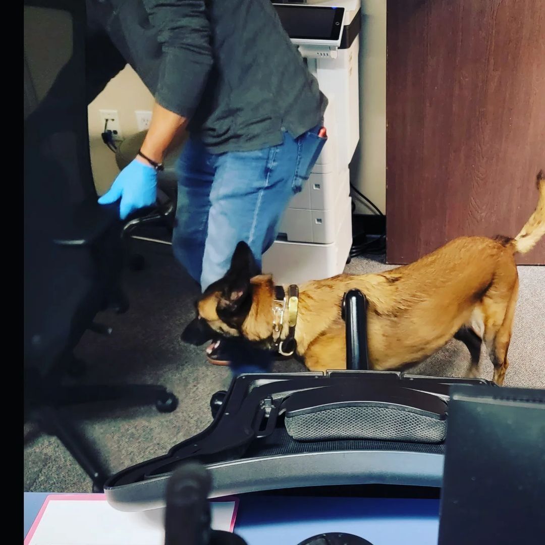 Shield Pest Management, Pest control service, Pest Control Near Me, Pest Control Company, Pest Control Company Near Me, Local Pest Control, Best Pest Control Service, Pet Safe Pest Services, Kid Safe Pest Services, Emergency Pest Control, Emergency Pest Control Near Me, Integrated Pest Management, Home Pest Control Service, General Pest Inspection, Residential Pest Control, Commercial Pest Control, Hotel Pest Control, Restaurant Pest Control, Office Pest Control, Ant Extermination, Ant Pest Control, Bed Bug Extermination, Bed Bug Pest Control, Bee Extermination, Bee Pest Control, Carpet Beetle Extermination, Carpet Beetle Pest Control, Cockroach Extermination, Cockroach Pest Control, Cricket Extermination, Cricket Pest Control, Flea & Mite Extermination, Flea & Mite Pest Control, Hornet & Wasp Extermination, Hornet & wasp Pest Control, Mosquito Extermination, Mosquito Pest Control, Rodent Extermination, Rodent Pest Control, Rat Extermination, Rat pest Control, Silverfish Extermination, Silverfish Pest Control, Spider Extermination, Spider Pest Control