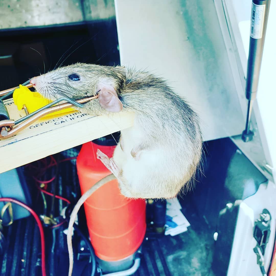 Shield Pest Management, Pest control service, Pest Control Near Me, Pest Control Company, Pest Control Company Near Me, Local Pest Control, Best Pest Control Service, Pet Safe Pest Services, Kid Safe Pest Services, Emergency Pest Control, Emergency Pest Control Near Me, Integrated Pest Management, Home Pest Control Service, General Pest Inspection, Residential Pest Control, Commercial Pest Control, Hotel Pest Control, Restaurant Pest Control, Office Pest Control, Ant Extermination, Ant Pest Control, Bed Bug Extermination, Bed Bug Pest Control, Bee Extermination, Bee Pest Control, Carpet Beetle Extermination, Carpet Beetle Pest Control, Cockroach Extermination, Cockroach Pest Control, Cricket Extermination, Cricket Pest Control, Flea & Mite Extermination, Flea & Mite Pest Control, Hornet & Wasp Extermination, Hornet & wasp Pest Control, Mosquito Extermination, Mosquito Pest Control, Rodent Extermination, Rodent Pest Control, Rat Extermination, Rat pest Control, Silverfish Extermination, Silverfish Pest Control, Spider Extermination, Spider Pest Control